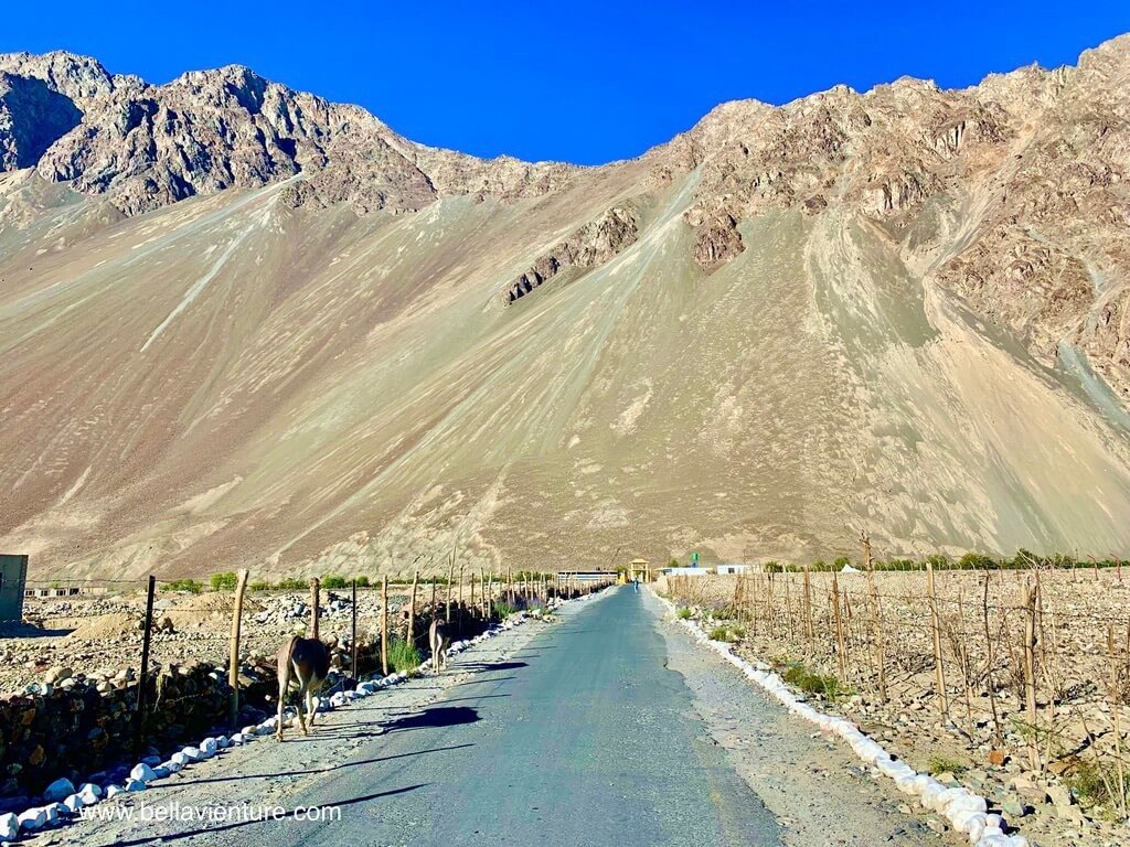 印度 India 北印度North india 喜馬拉雅 Himalayas 拉達克 Ladakh 列城 Leh 努布拉山谷 Nubra Valley 印度 India 北印度North india 喜馬拉雅 Himalayas 拉達克 Ladakh 列城 Leh 努布拉山谷 Nubra Valley