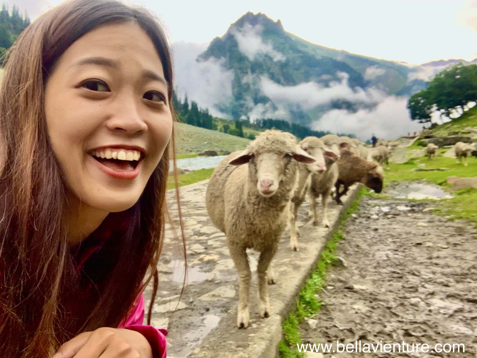 印度 India 北北印 North India 喀什米爾 Kashmir 七大湖健行 Kashmir Great Lakes Trek/ Budget trek Sonamarg 綿羊 印度 India 北北印 North India 喀什米爾 Kashmir 七大湖健行 Kashmir Great Lakes Trek/ Budget trek Sonamarg 綿羊