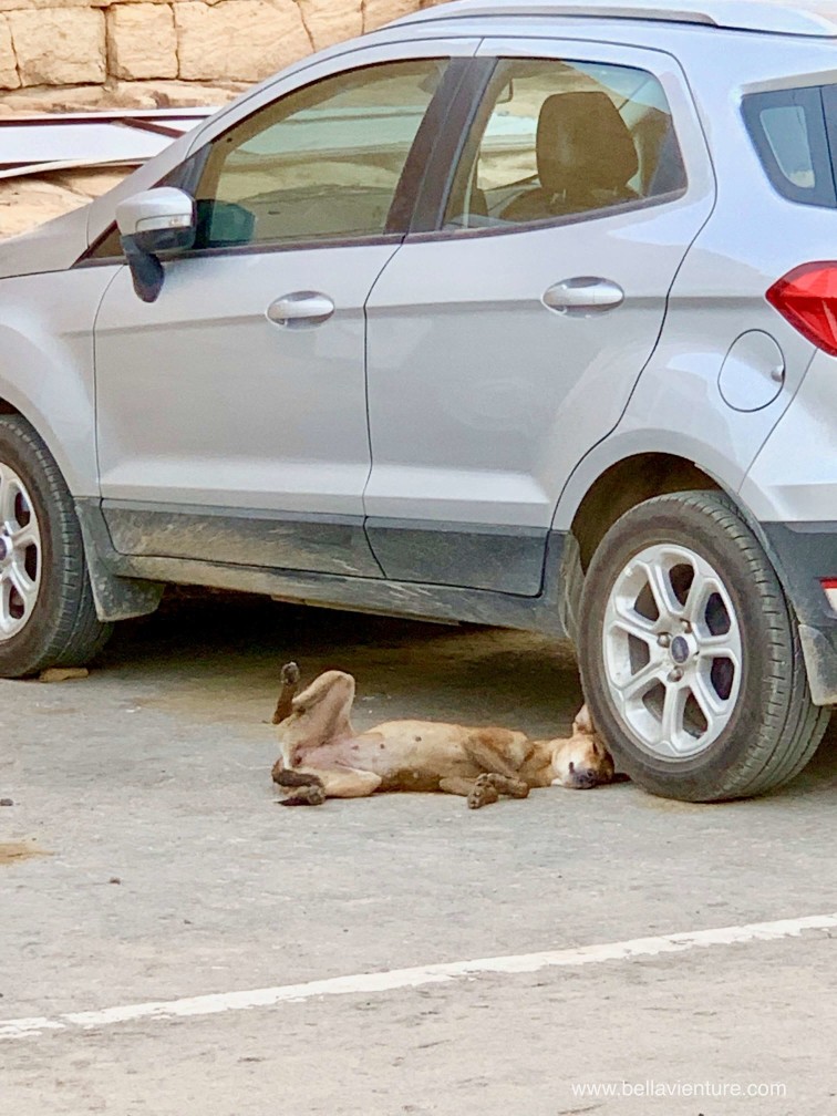 印度 india 賈莎梅爾Jaisalmer 金色城市golden city doggie 印度 india 賈莎梅爾Jaisalmer 金色城市golden city doggie