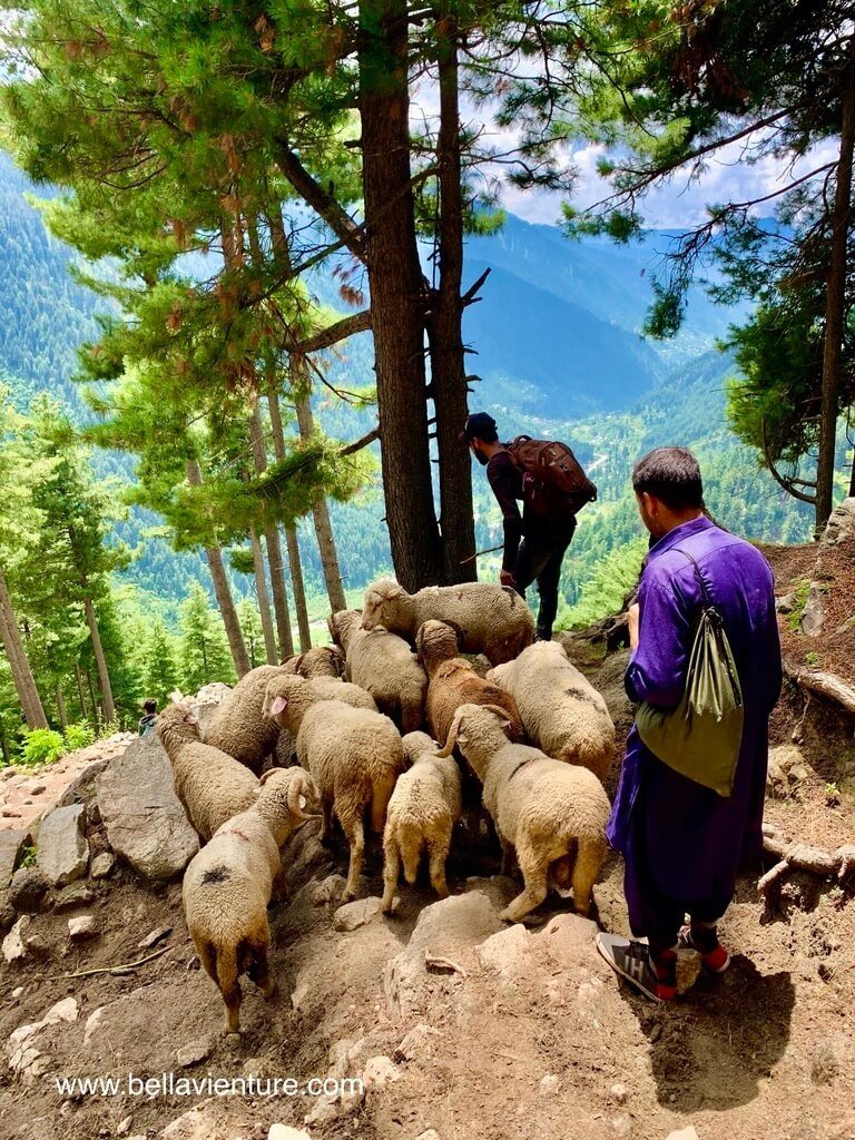 印度 India 喀什米爾 Kashmir 大湖健行 Great lake trekking 不想下山的羊群 印度 India 喀什米爾 Kashmir 大湖健行 Great lake trekking 不想下山的羊群
