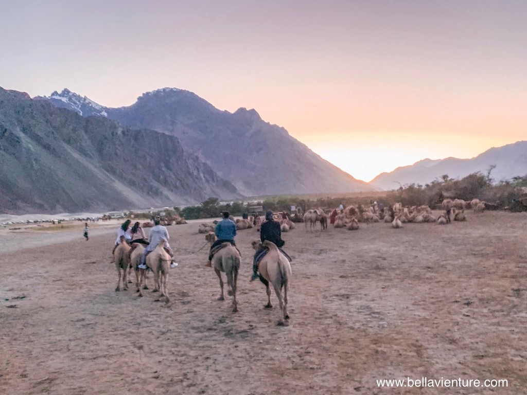 印度 India 北印度North india 喜馬拉雅 Himalayas 拉達克 Ladakh 列城 Leh 努布拉山谷 Nubra Valley Hundar沙丘 駱駝 camel 印度 India 北印度North india 喜馬拉雅 Himalayas 拉達克 Ladakh 列城 Leh 努布拉山谷 Nubra Valley Hundar沙丘 駱駝 camel