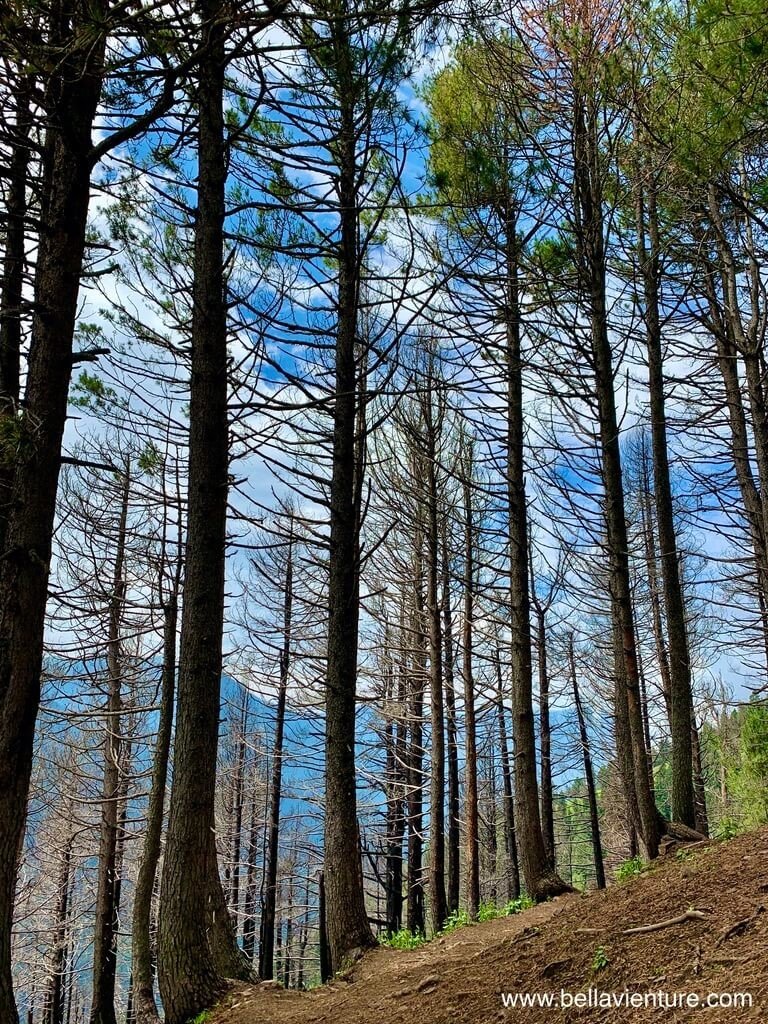 印度 India 喀什米爾 Kashmir 大湖健行 Great lake trekking 高聳的針葉林 印度 India 喀什米爾 Kashmir 大湖健行 Great lake trekking 高聳的針葉林
