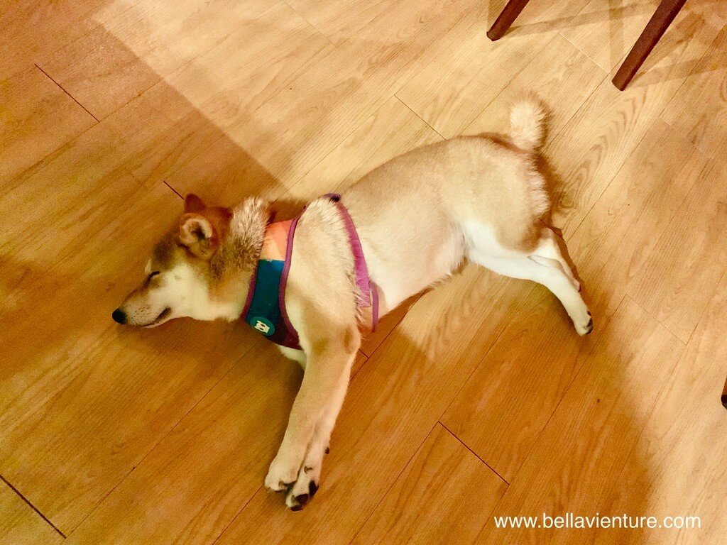 台北 中正區 離騷 Bistro and Bar 最萌店狗 hana 台北 中正區 離騷 Bistro and Bar 最萌店狗 hana