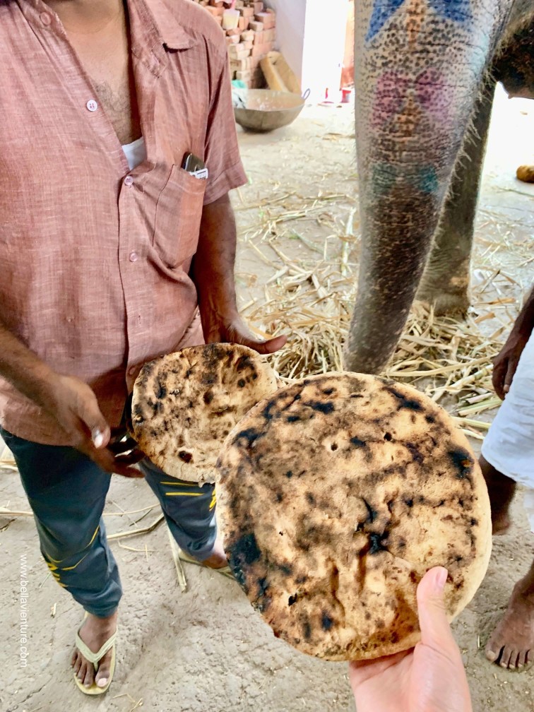 印度 india 齋浦爾 jaipur 大象之家 elephant house 印度 india 齋浦爾 jaipur 大象之家 elephant house