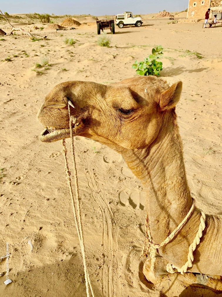印度 india 賈莎梅爾 jaisalmer 沙漠 desert 駱駝 camel safari 日出 sunrise 印度 india 賈莎梅爾 jaisalmer 沙漠 desert 駱駝 camel safari 日出 sunrise