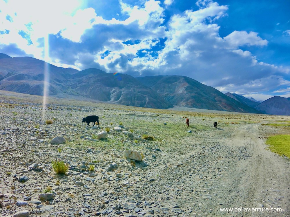 印度 India 北印度North india 喜馬拉雅 Himalayas 拉達克 Ladakh 列城 Leh 班公錯 Pangong Tso 印度 India 北印度North india 喜馬拉雅 Himalayas 拉達克 Ladakh 列城 Leh 班公錯 Pangong Tso