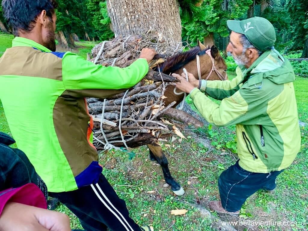 印度 india 喀什米爾 kashmir 大湖健行big lake trekking 把枯枝捆在馬匹上 印度 india 喀什米爾 kashmir 大湖健行big lake trekking 把枯枝捆在馬匹上