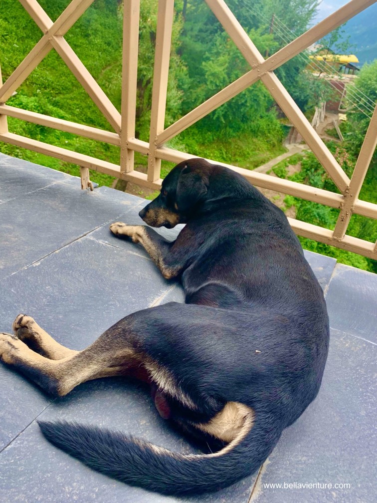 印度 India 北印度North india 馬納利 Manali 喜馬拉雅 Himalayas 狗 Dog 印度 India 北印度North india 馬納利 Manali 喜馬拉雅 Himalayas 狗 Dog