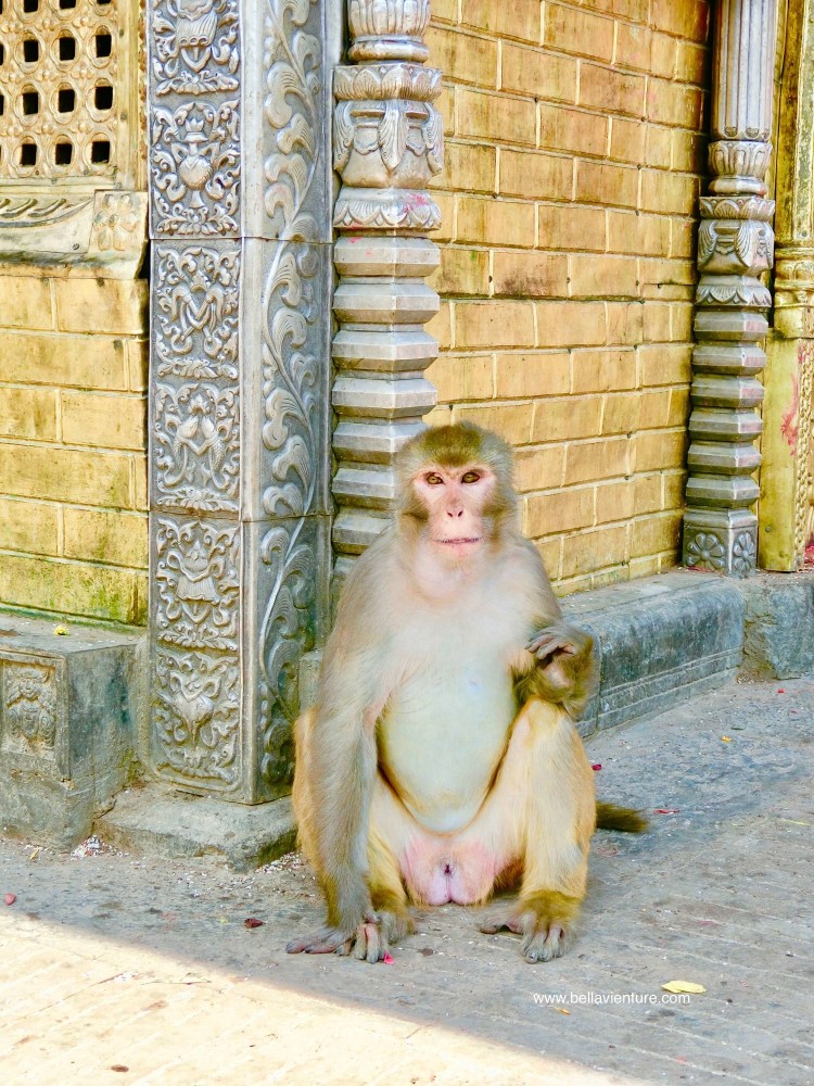 斯瓦揚布納特佛寺Swayambhunath猴廟 monkey temple 過於自在的 猴子 斯瓦揚布納特佛寺Swayambhunath猴廟 monkey temple 過於自在的 猴子