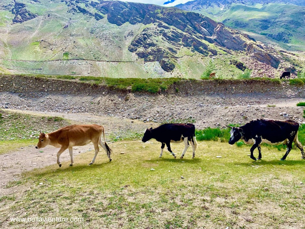 印度 India 北印度North india 喜馬拉雅 Himalayas 拉達克 Ladakh 卡爾吉爾 Kargil 大自然 Nature 牛 印度 India 北印度North india 喜馬拉雅 Himalayas 拉達克 Ladakh 卡爾吉爾 Kargil 大自然 Nature 牛