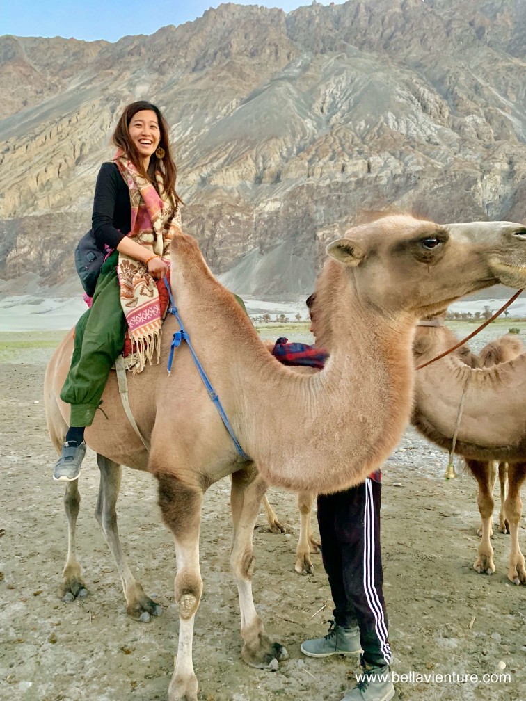 印度 India 北印度North india 喜馬拉雅 Himalayas 拉達克 Ladakh 列城 Leh 努布拉山谷 Nubra Valley Hundar沙丘 駱駝 camel 印度 India 北印度North india 喜馬拉雅 Himalayas 拉達克 Ladakh 列城 Leh 努布拉山谷 Nubra Valley Hundar沙丘 駱駝 camel