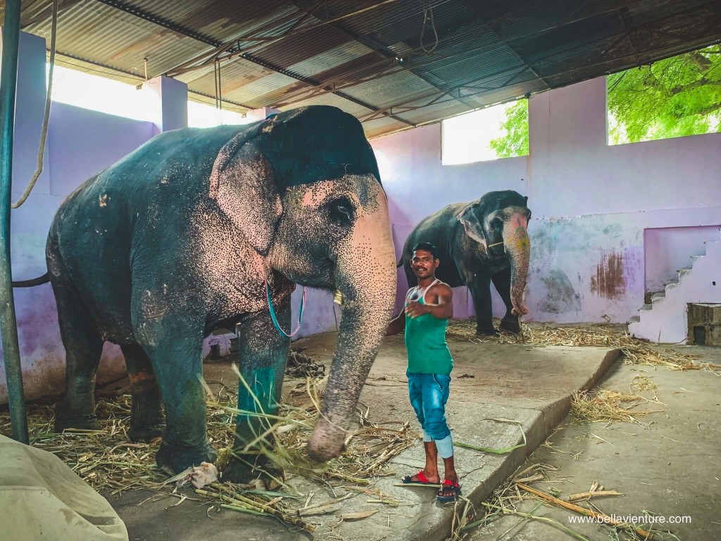 印度 india 齋浦爾 jaipur 大象之家 elephant 印度 india 齋浦爾 jaipur 大象之家 elephant
