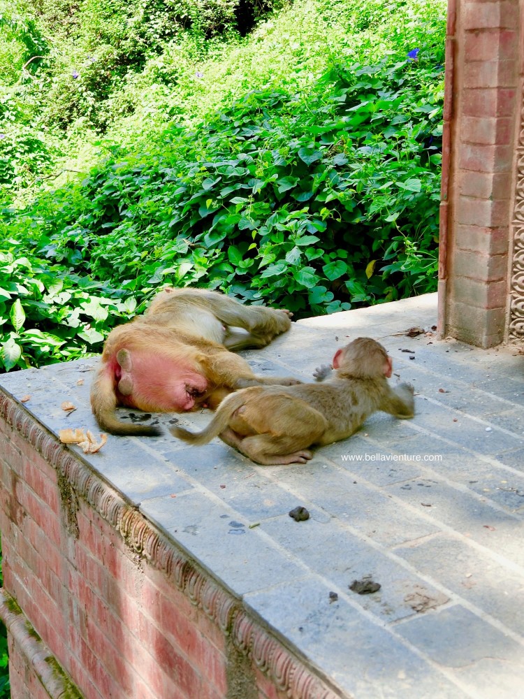 斯瓦揚布納特佛寺Swayambhunath猴廟 monkey temple 猴群 斯瓦揚布納特佛寺Swayambhunath猴廟 monkey temple 猴群