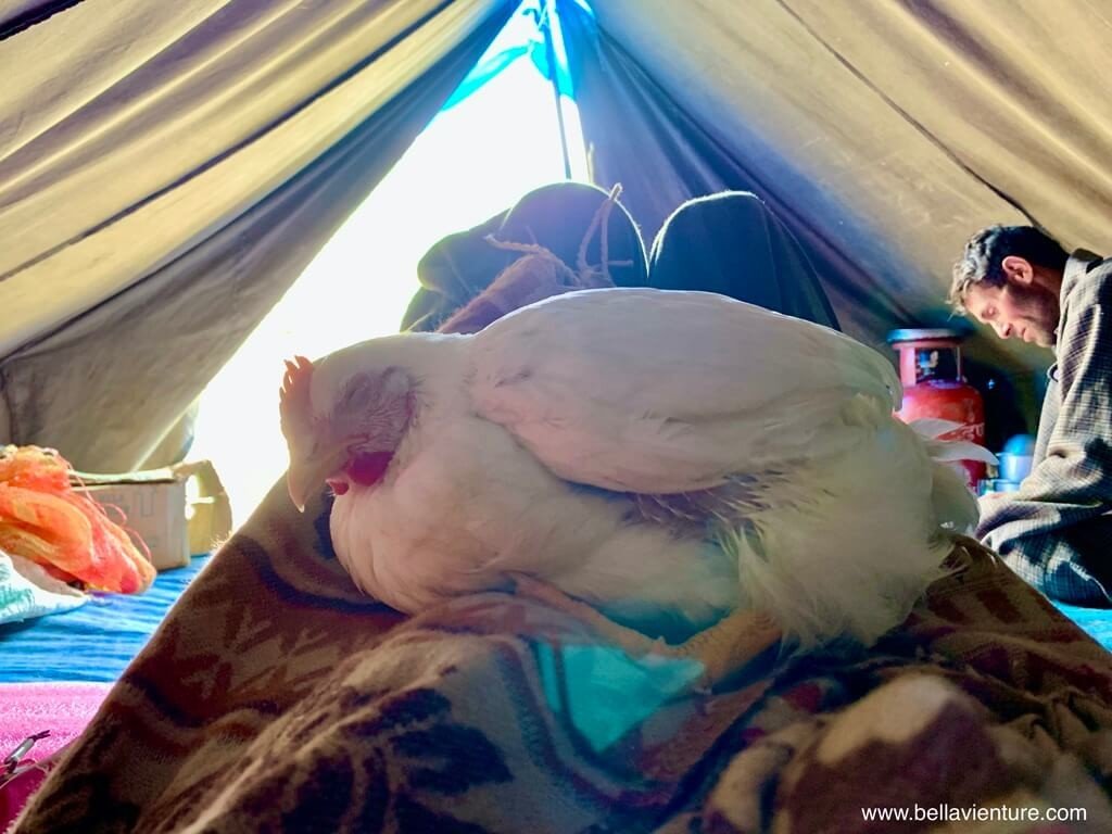 印度 india 喀什米爾 kashmir 大湖健行big lake treakking 愛睡覺的母雞 印度 india 喀什米爾 kashmir 大湖健行big lake treakking 愛睡覺的母雞