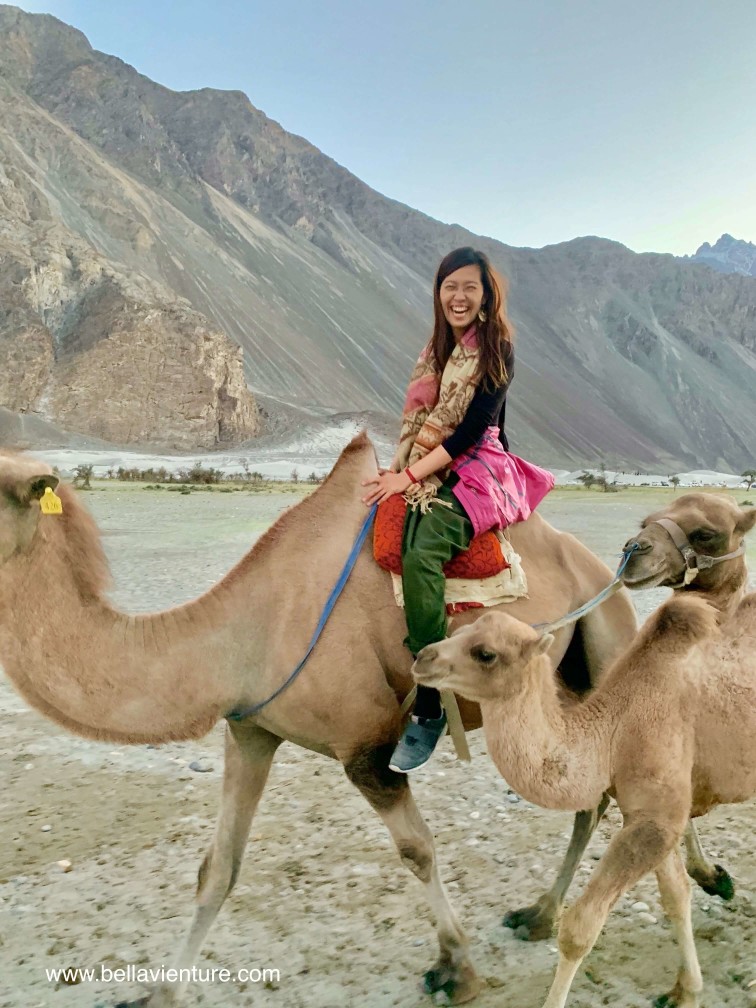 印度 India 北印度North india 喜馬拉雅 Himalayas 拉達克 Ladakh 列城 Leh 努布拉山谷 Nubra Valley Hundar沙丘 駱駝 camel 印度 India 北印度North india 喜馬拉雅 Himalayas 拉達克 Ladakh 列城 Leh 努布拉山谷 Nubra Valley Hundar沙丘 駱駝 camel