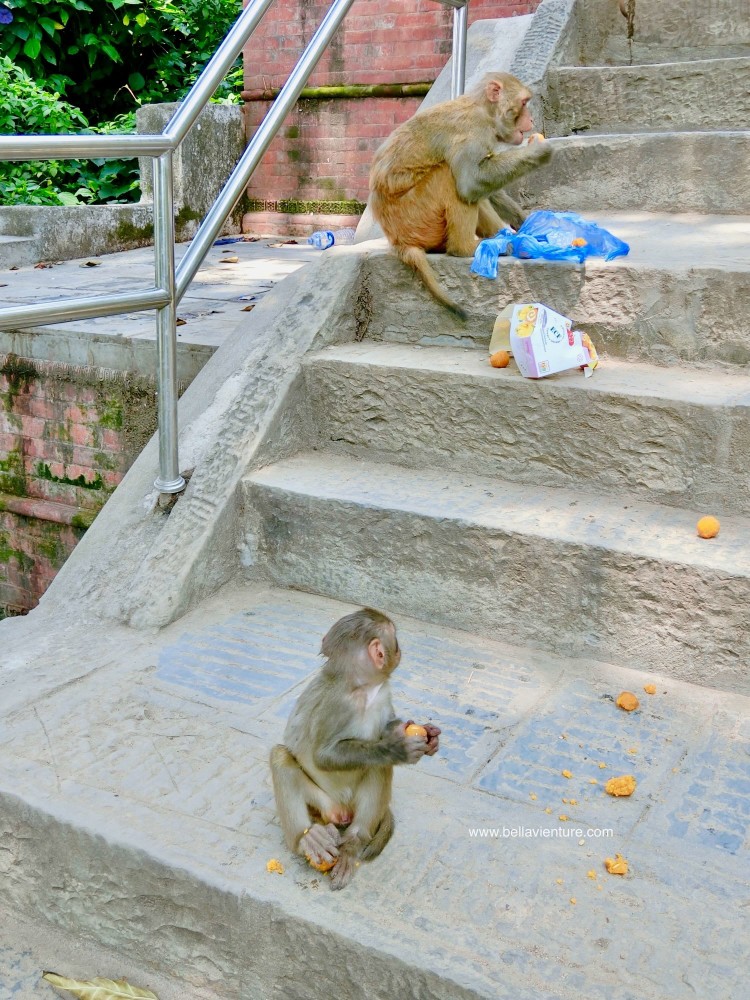 斯瓦揚布納特佛寺Swayambhunath猴廟 monkey temple 猴群 斯瓦揚布納特佛寺Swayambhunath猴廟 monkey temple 猴群