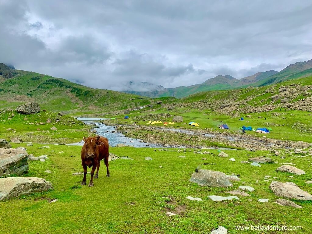 印度 india 喀什米爾 kashmir 帳篷與牛 印度 india 喀什米爾 kashmir 帳篷與牛