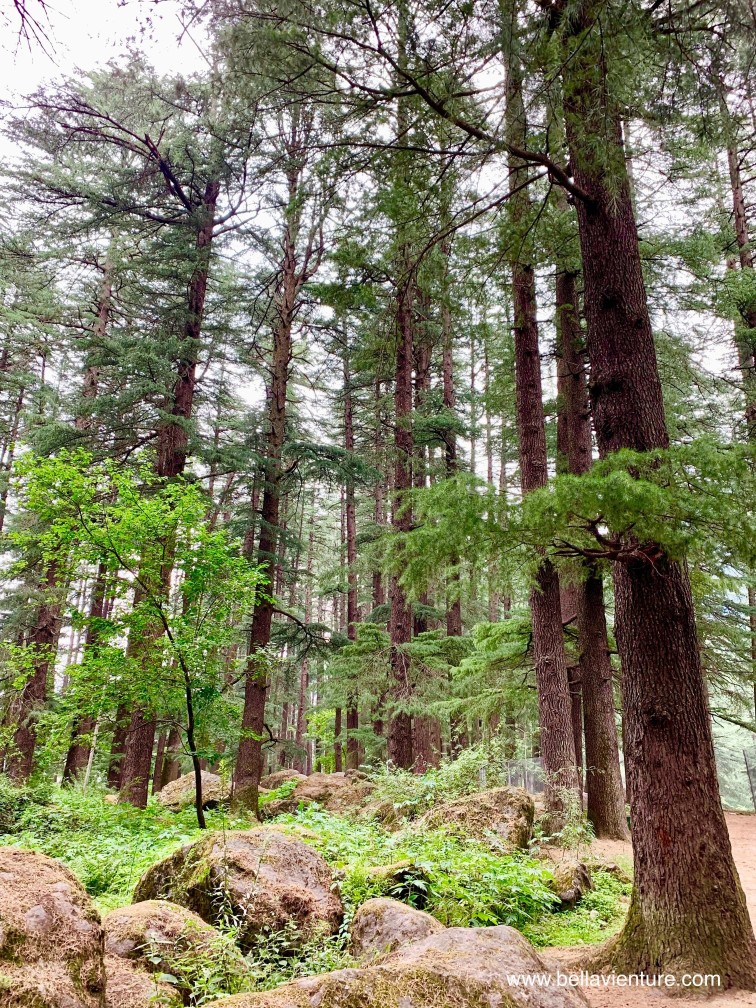 印度 India 馬納利 Manali 喜馬拉雅山 Mountain himalaya 舊馬納利 Old Manali Hidimba Temple 馬納利大自然公園 Manali Nature park 印度 India 馬納利 Manali 喜馬拉雅山 Mountain himalaya 舊馬納利 Old Manali Hidimba Temple 馬納利大自然公園 Manali Nature park