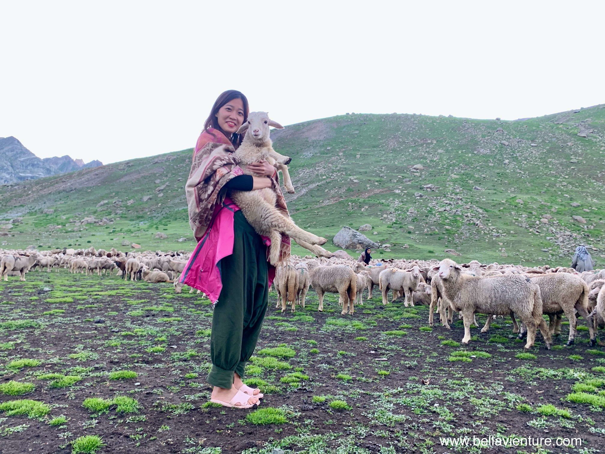 印度 India 北北印 North India 喀什米爾 Kashmir 八天七夜 健行 Nichnai Valley 與小綿羊合影 印度 India 北北印 North India 喀什米爾 Kashmir 八天七夜 健行 Nichnai Valley 與小綿羊合影