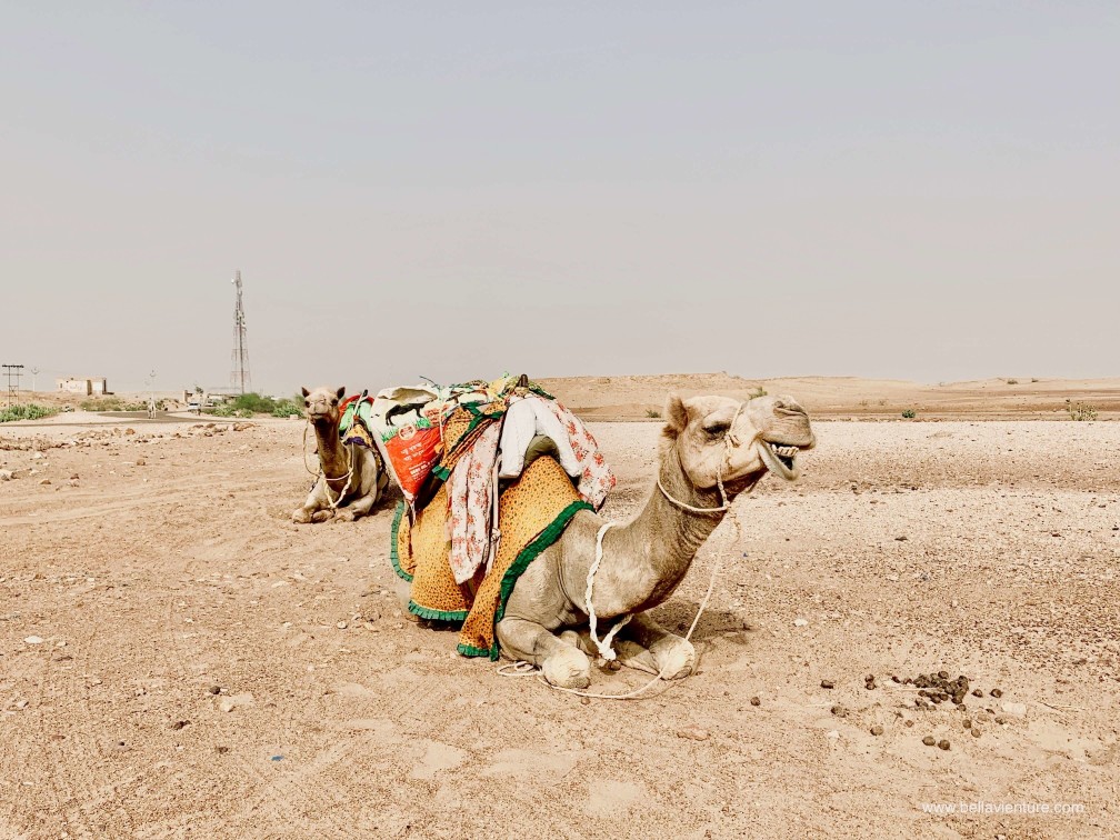 印度 india 賈莎梅爾 jaisalmer 東京宮殿 tokyo palace 沙漠駱駝行 camel safari 印度 india 賈莎梅爾 jaisalmer 東京宮殿 tokyo palace 沙漠駱駝行 camel safari