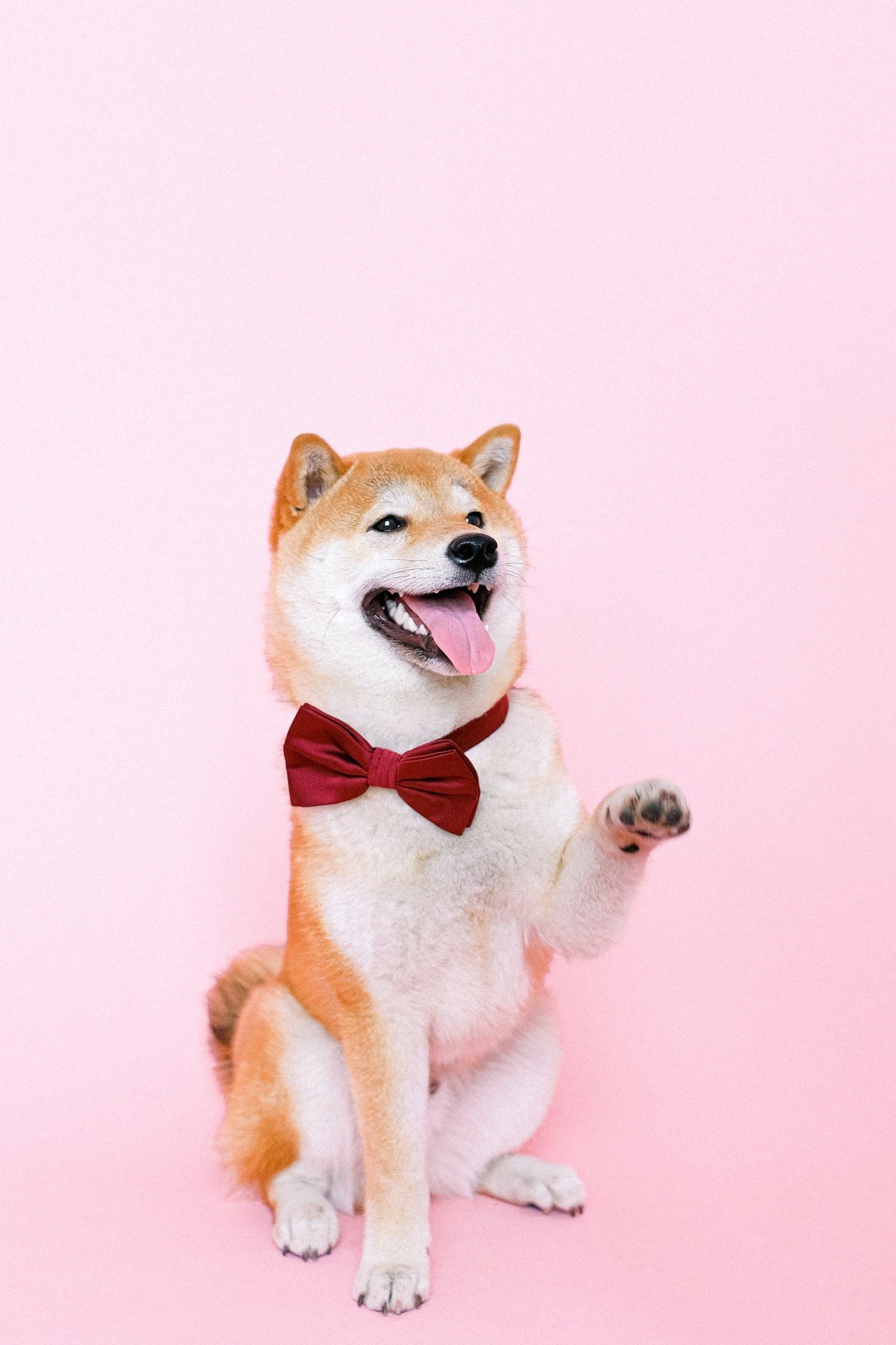 bye shiba 商用日文 敬語 お申し付けください